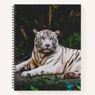 Carnet Tigre