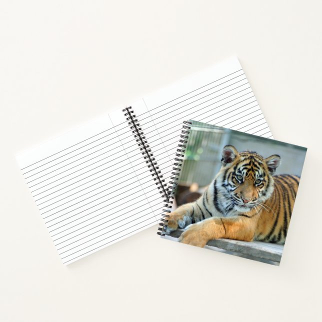 Carnet Tigre 034 (Intérieur)