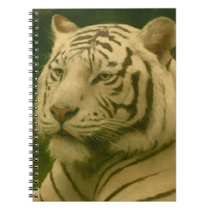 Carnet Tigre blanc reposant dans l'ombre des bois