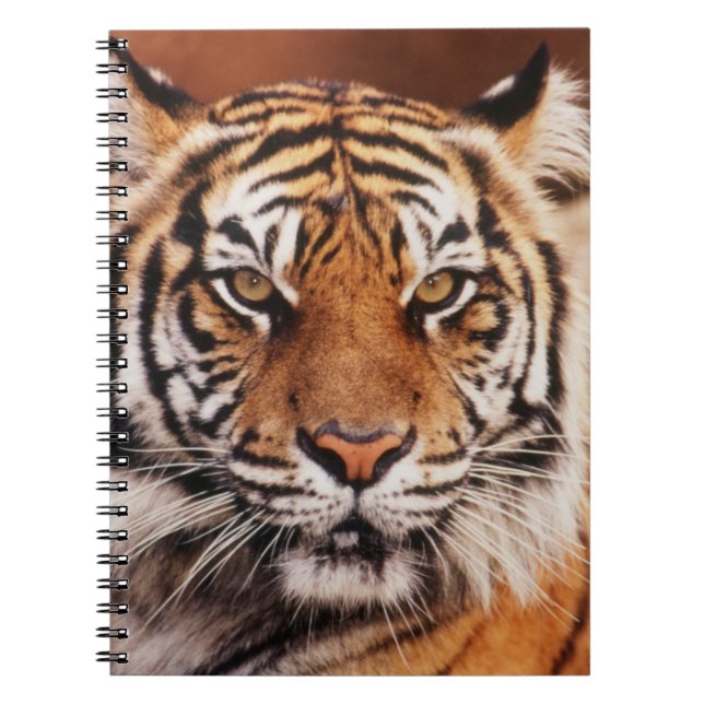 Carnet Tigre de Sumatra (Devant)