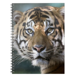 Carnet Tigre de Sumatra mâle (Panthera tigris sumatrae)