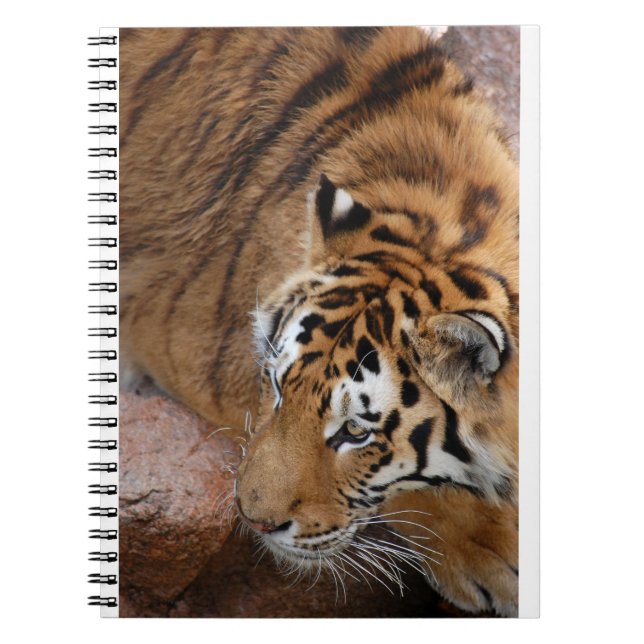 Carnet Tigre du Bengale (Devant)