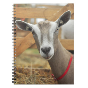 Carnet Toggenburg Dairy Goat Doe