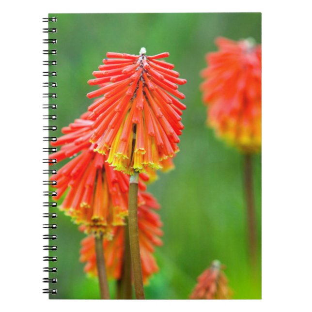 Carnet Torche Lily (Kniphofia Uvaria), Cap occidental (Devant)