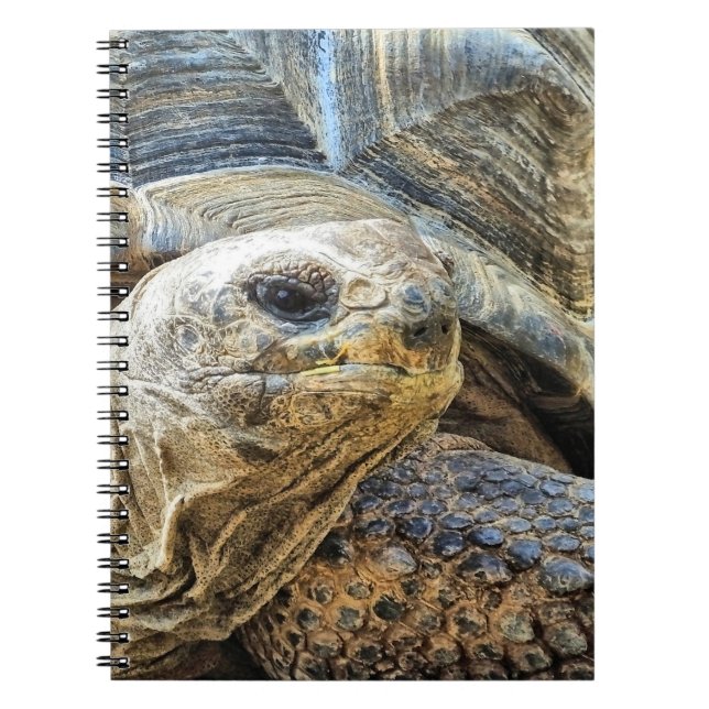 CARNET TORTOISE (Devant)