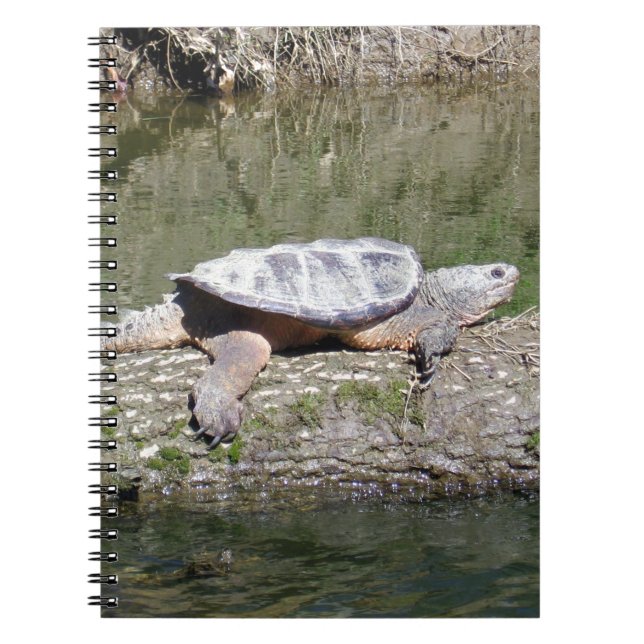 Carnet Tortue (Devant)