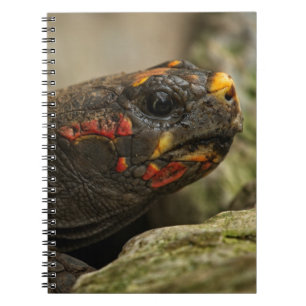 Carnet Tortue à pied rouge