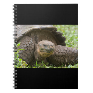 Carnet Tortue géante