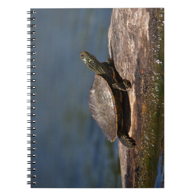 Carnet Tortue peinte sur un bûcher (Devant)