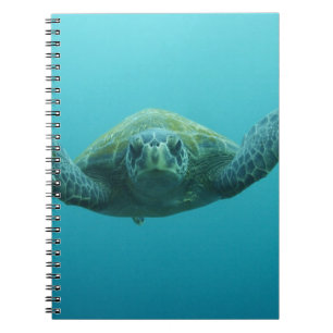 Carnet Tortue verte (Chelonia mydas agassisi), Central