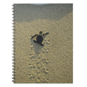 Carnet Tortue verte, (Chelonia mydas), nouveau-né