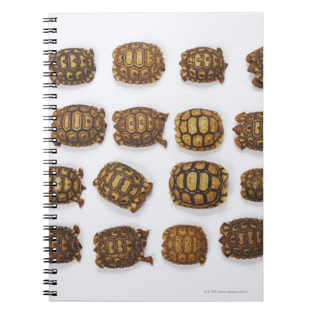 Carnet Tortues de bébé disposées en rangs (Devant)