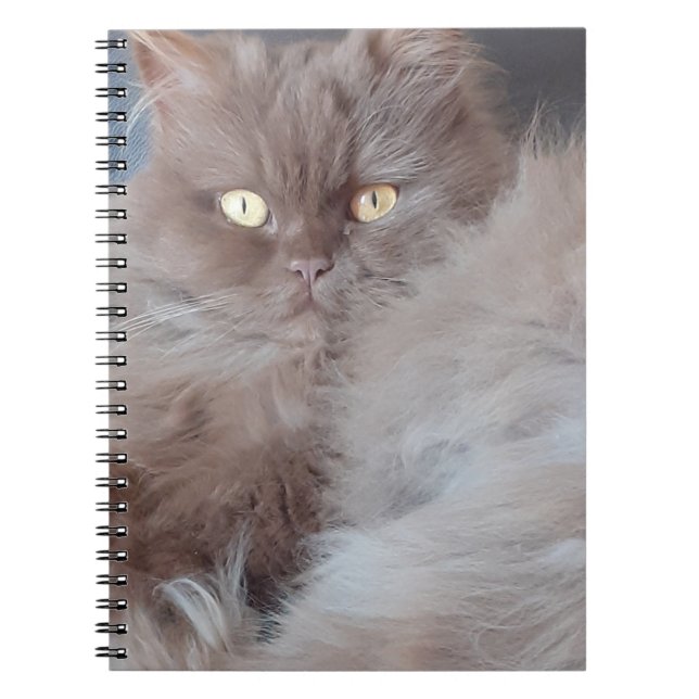 Carnet tourbillon de chats (Devant)