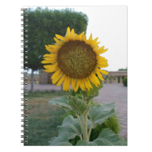 Carnet Tournesol