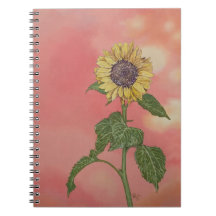 Tournesol au coucher du soleil