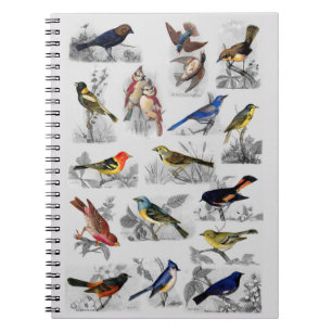 Carnet Toutes sortes d'oiseaux