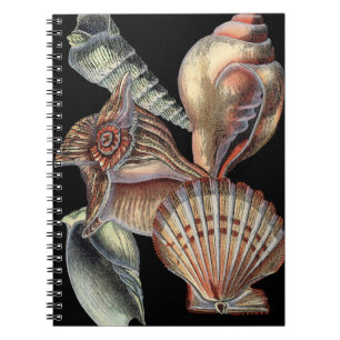 Carnet Trésors de la mer