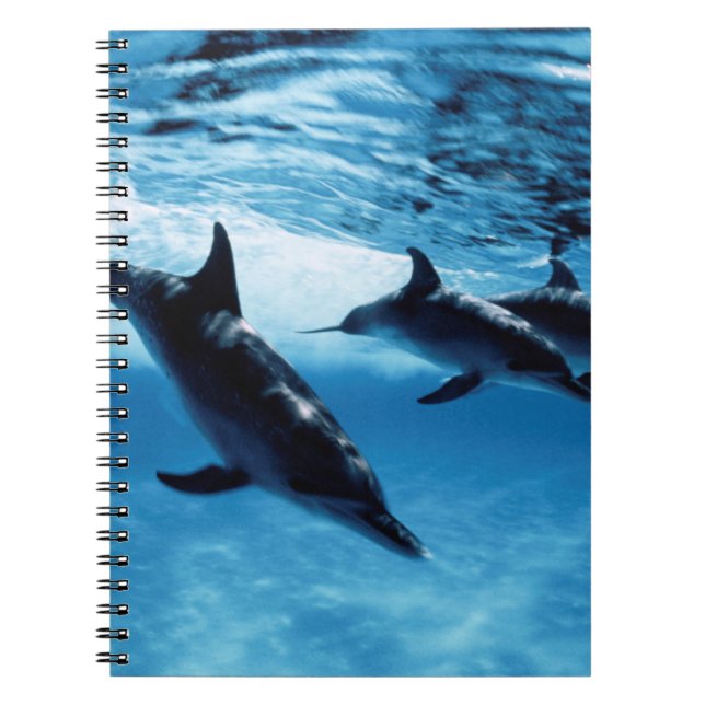 Carnet Trio de dauphins (Devant)