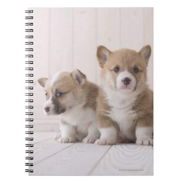 Carnet Trois Corgi gallois (Devant)