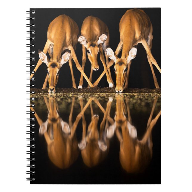 Carnet Trois impalas boivent ensemble la nuit (Devant)