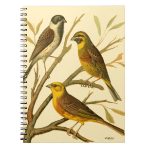 Carnet Trois oiseaux domestiques étés perché sur une