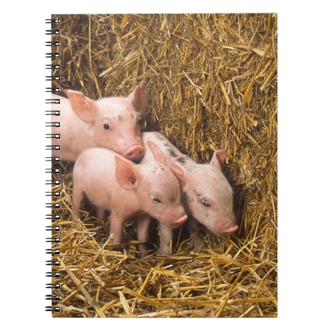 Carnet Trois petits cochons (Devant)