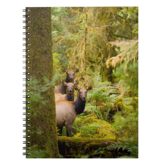 Carnet Trois vaches élans de Roosevelt regardant la vue (Devant)