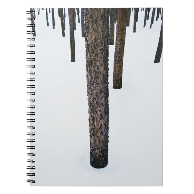 Carnet Troncs d'arbre dans la neige (Devant)