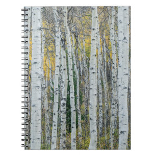 Carnet Troncs d'arbres trembles Aspen, Colorado