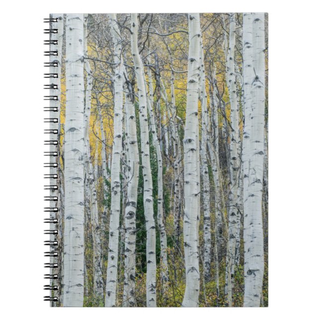 Carnet Troncs d'arbres trembles | Aspen, Colorado (Devant)