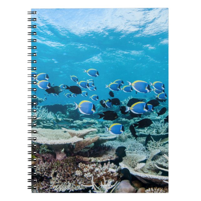 Carnet Tropical Beaches | Sturgeon Amongst Coral (Devant)