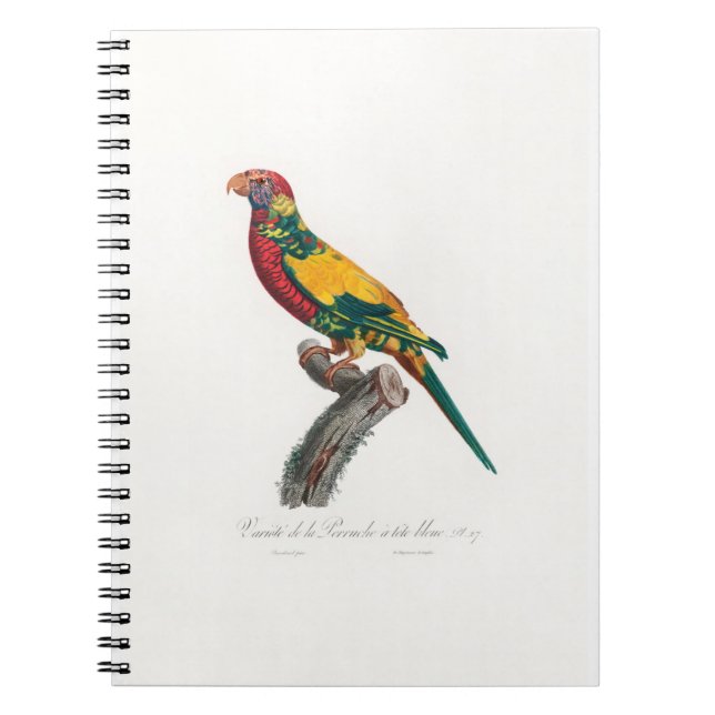 Carnet tropical macaw parrot (Devant)