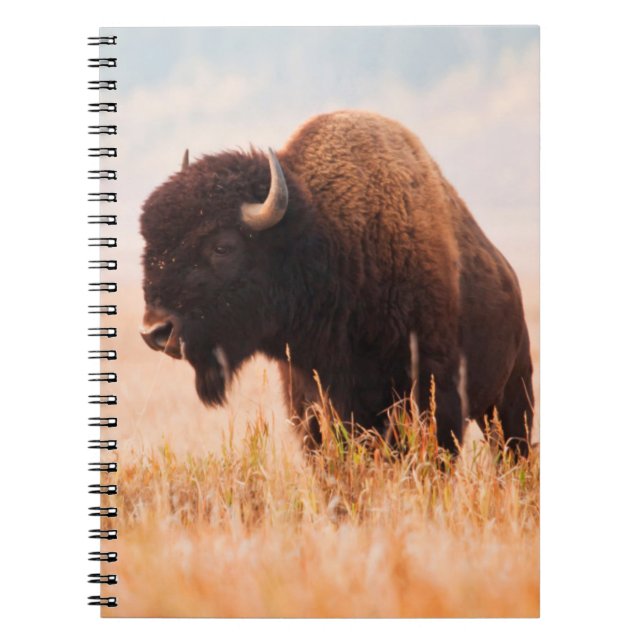 Carnet Troupeau de bisons d'Amérique (Bison Bison) dans T (Devant)
