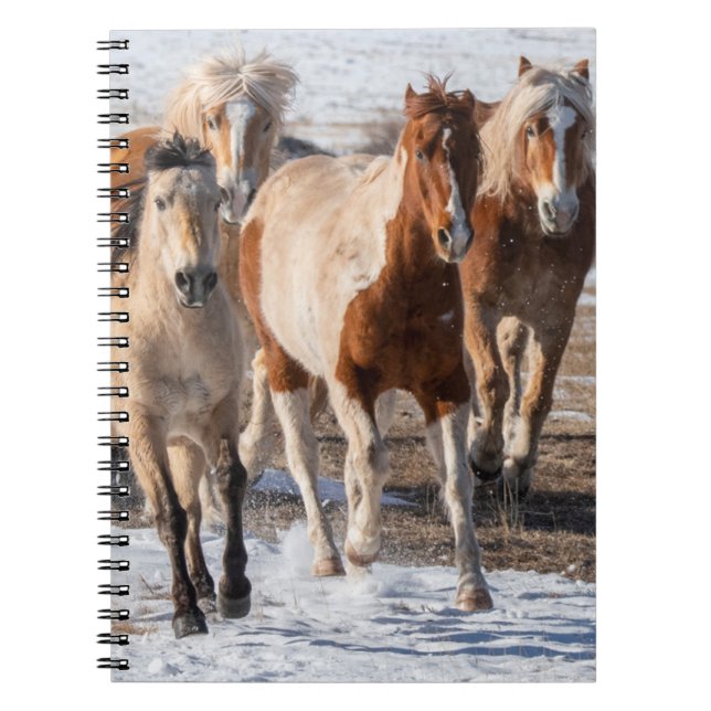 Carnet Troupeau de Chevaux de race mixte courant dans la  (Devant)