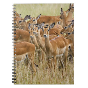 Carnet Troupeau d'impalas femelles, Masai Mara, Kenya.