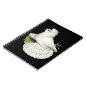 Carnet Trumpeter Pigeon White