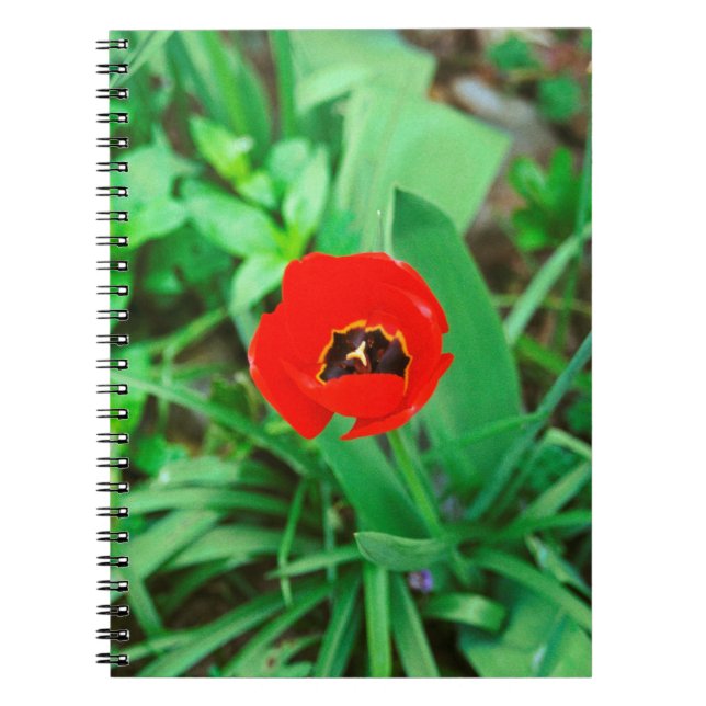 Carnet Tuliforme rouge (Devant)