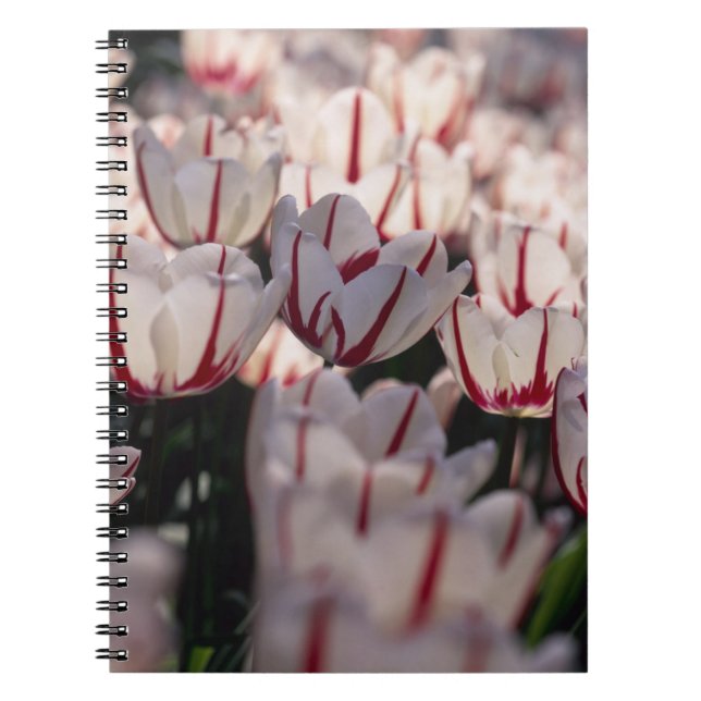 Carnet Tulipe (Devant)