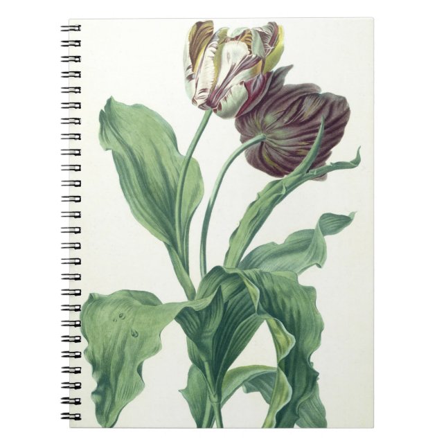 Carnet Tulipe de jardin, de "opéra Botanica", gravé par L (Devant)