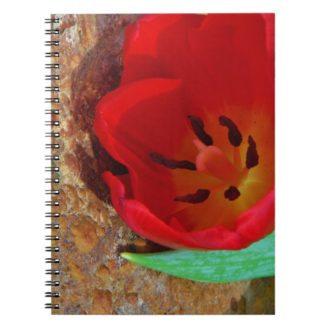 Carnet Tulipe jaune printemps et rouge (Devant)