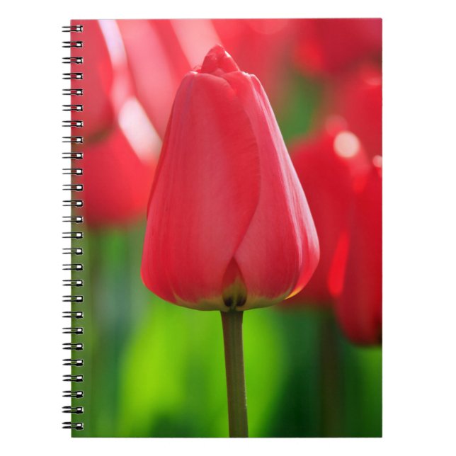 Carnet Tulipe rouge (Devant)