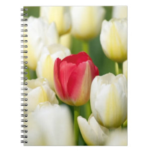 Carnet Tulipe rouge dans un domaine des tulipes blanches