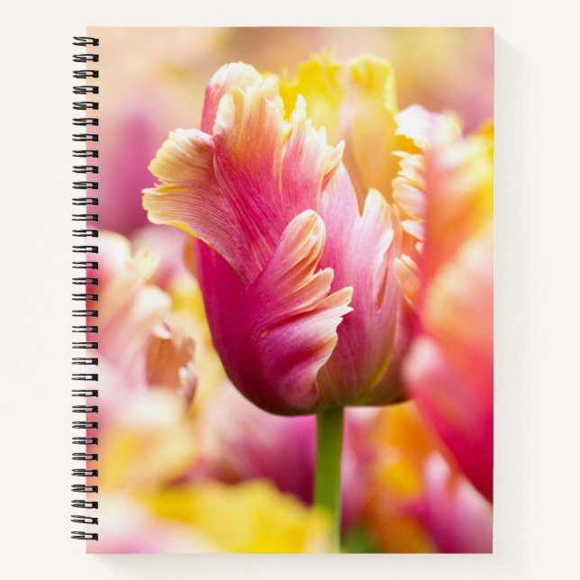 Carnet Tulipes de gros plan (Devant)