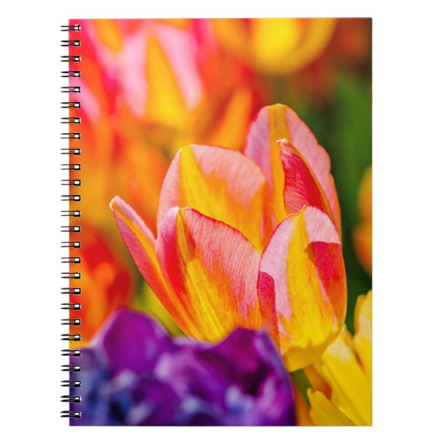 Carnet Tulipes Enchantant (Devant)
