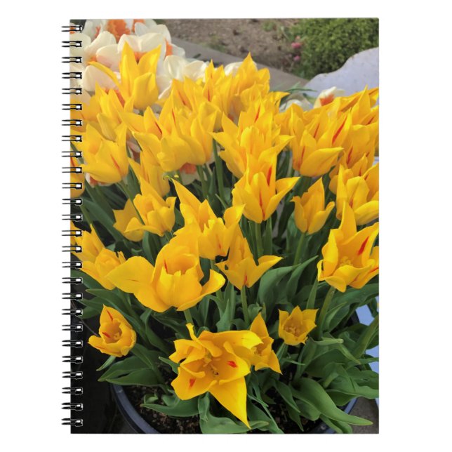 Carnet Tulipes jaunes uniques (Devant)
