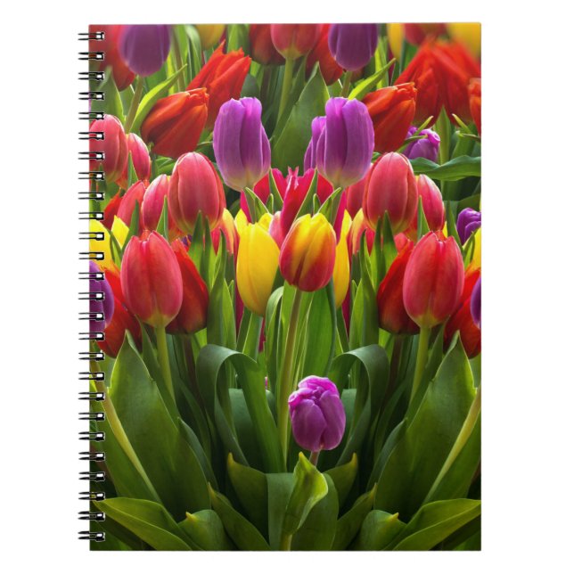 Carnet Tulipes lumineuses (Devant)