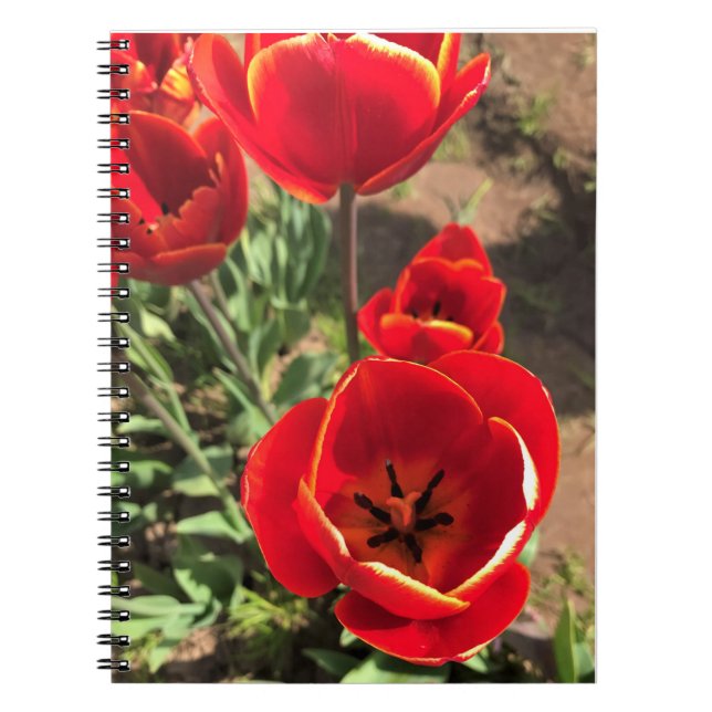 Carnet Tulipes rouges à l'intérieur (Devant)
