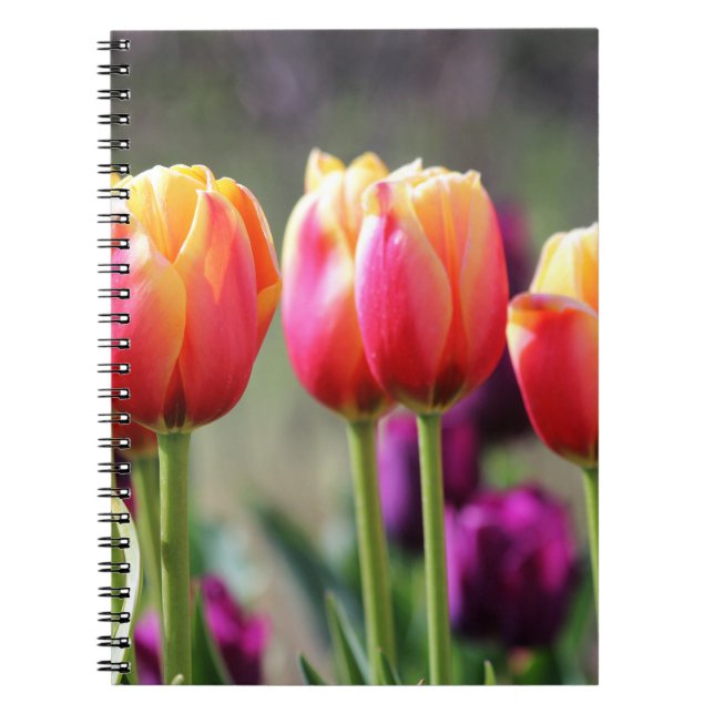 Carnet Tulipes tombées flammes (Devant)