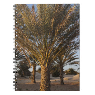 Carnet Tunisie, désert du Sahara, Douz, Grande Dune, palm