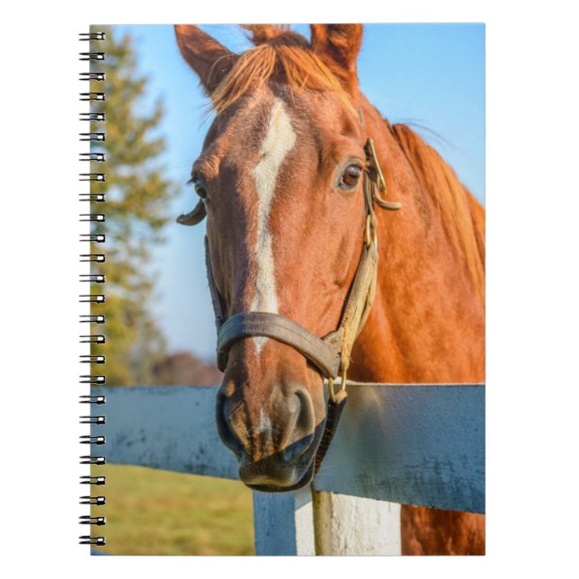 Carnet Twilight Rose | Cheval de course Pur-sang (Devant)
